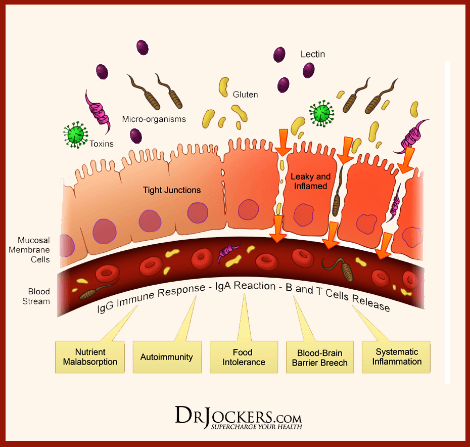 LECTIN_Molecules.png