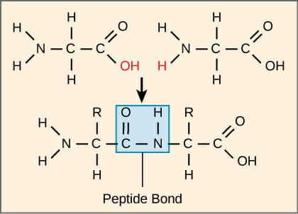 Peptide-Bond-Formation