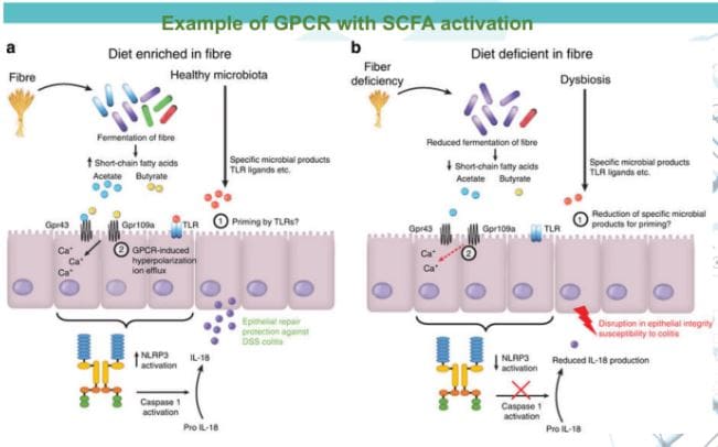 gprotein