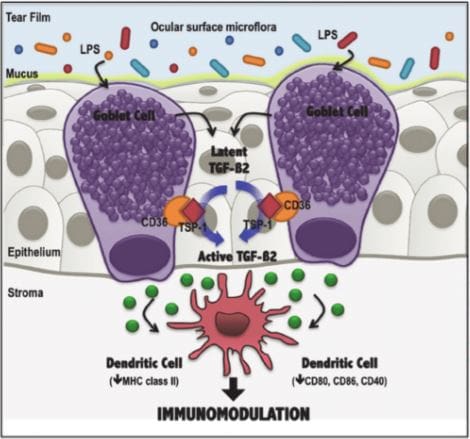 important cells