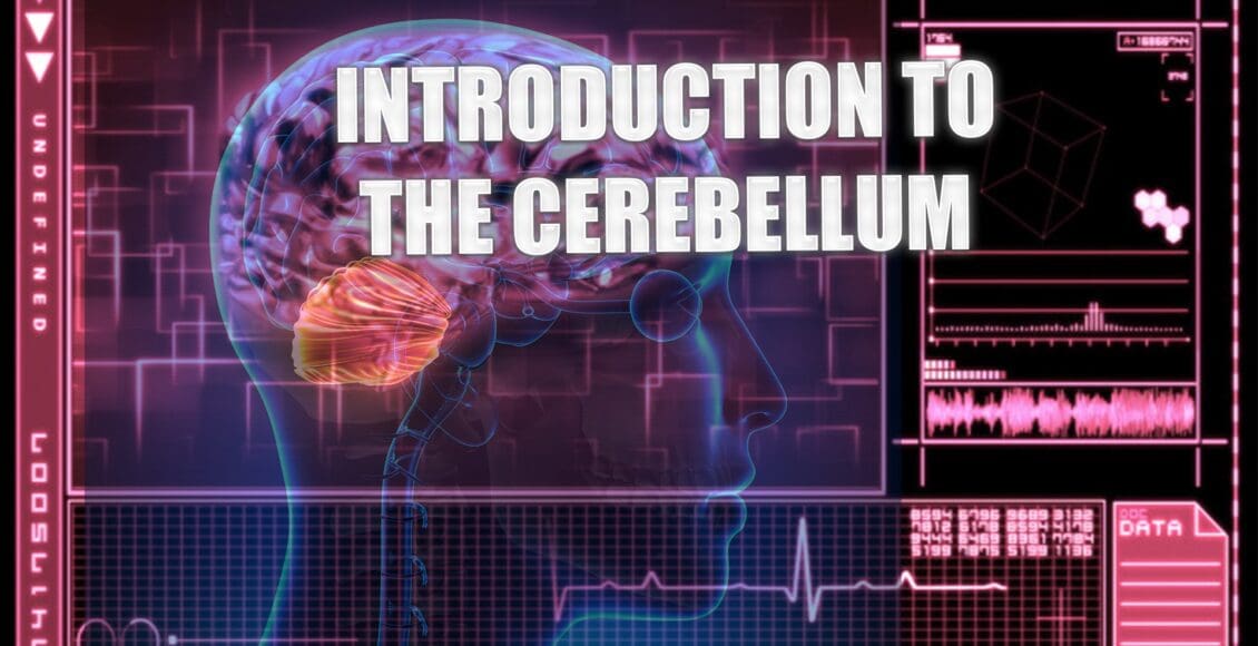 cerebellum el paso tx.