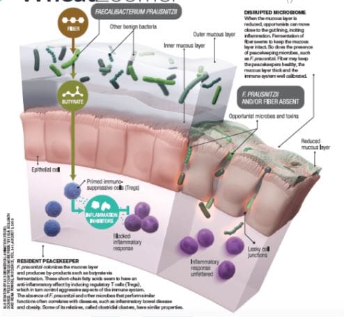 bigcells