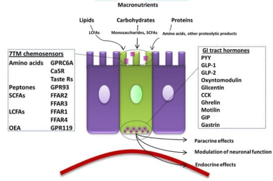 enteroedocrine cells